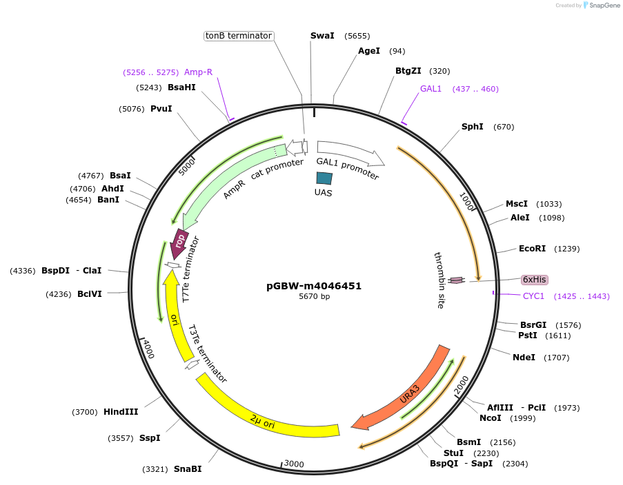 145567-plasmid-map-sequence-id-332021