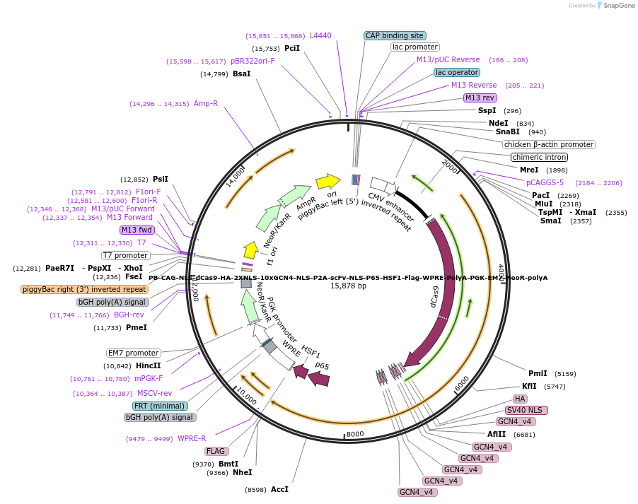 168290-plasmid-map-sequence-id-332027