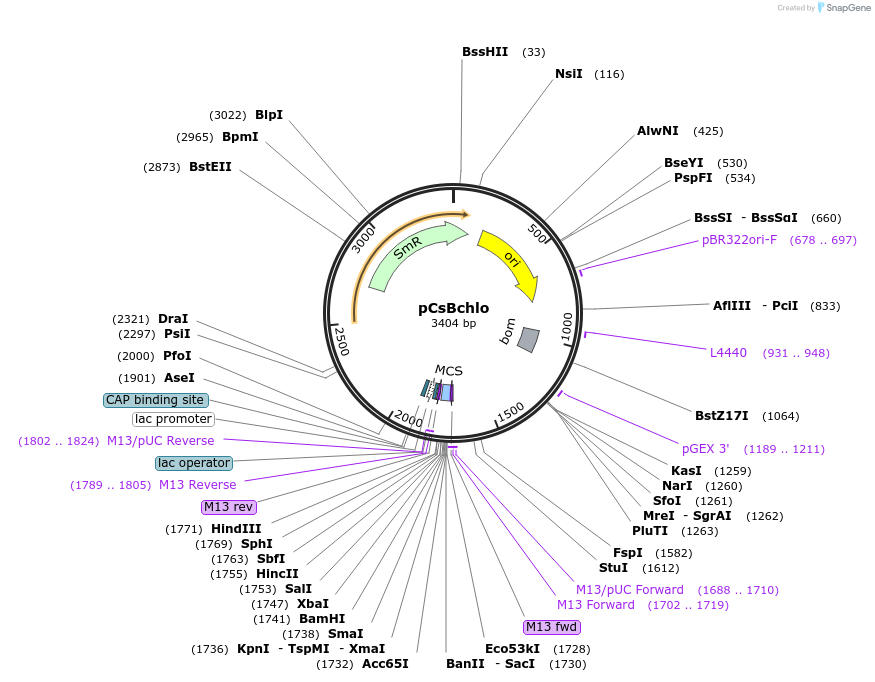 163947-plasmid-map-sequence-id-332028