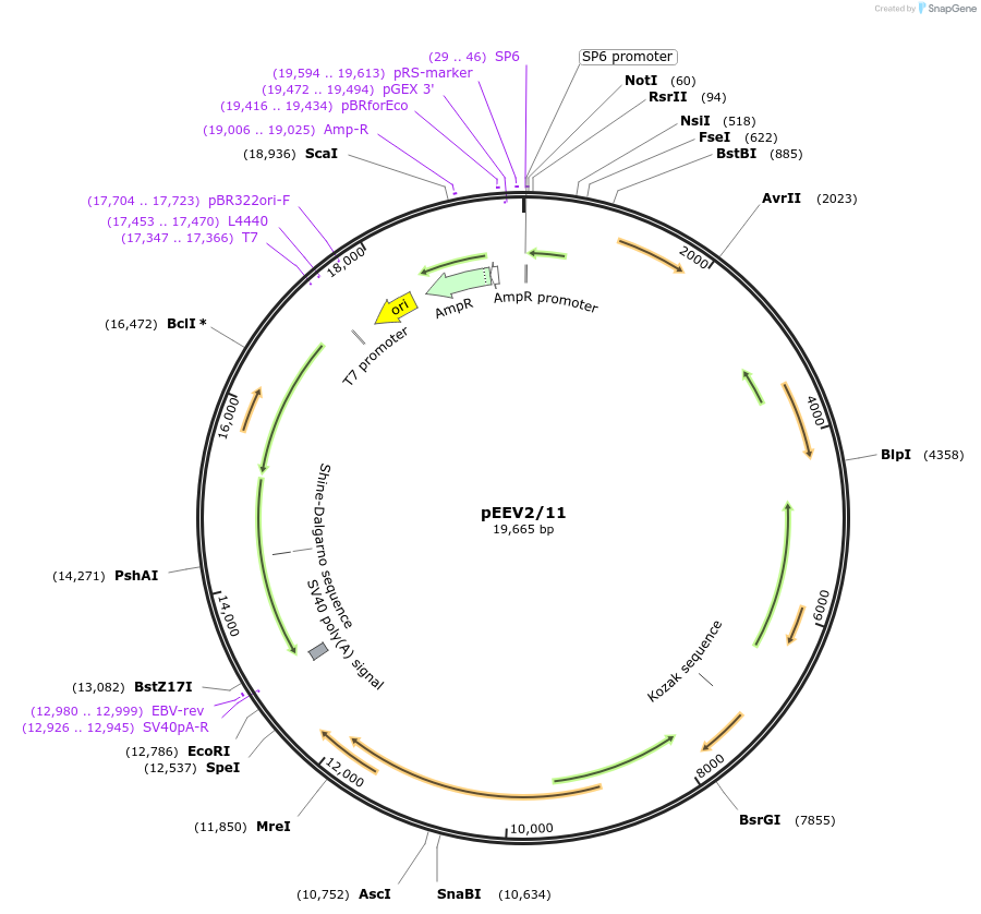 166888-plasmid-map-sequence-id-332030