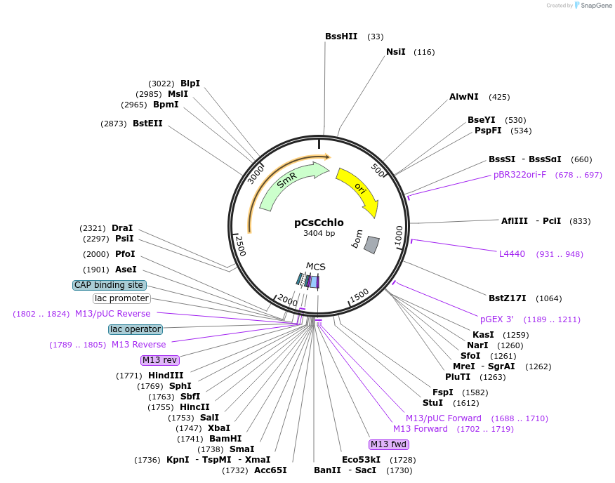163948-plasmid-map-sequence-id-332031