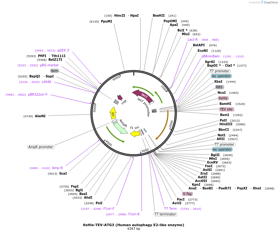 169079-plasmid-map-sequence-id-332049