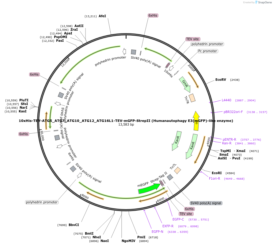 169077-plasmid-map-sequence-id-332050