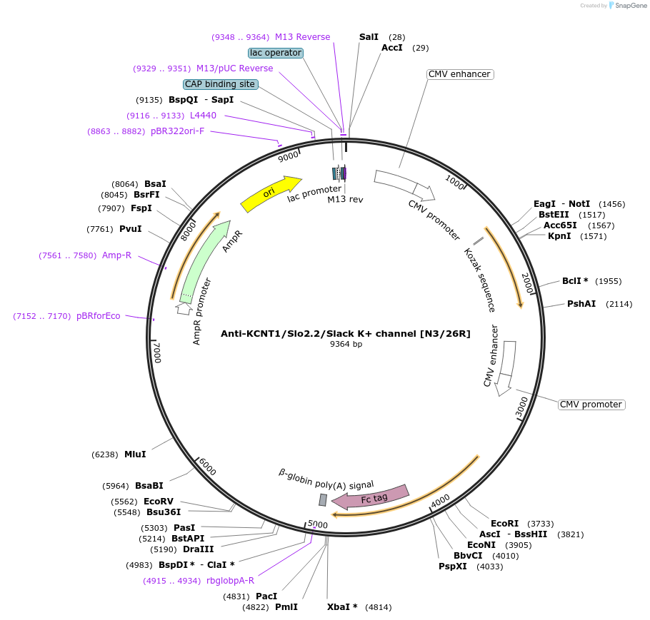 140064-plasmid-map-sequence-id-332077