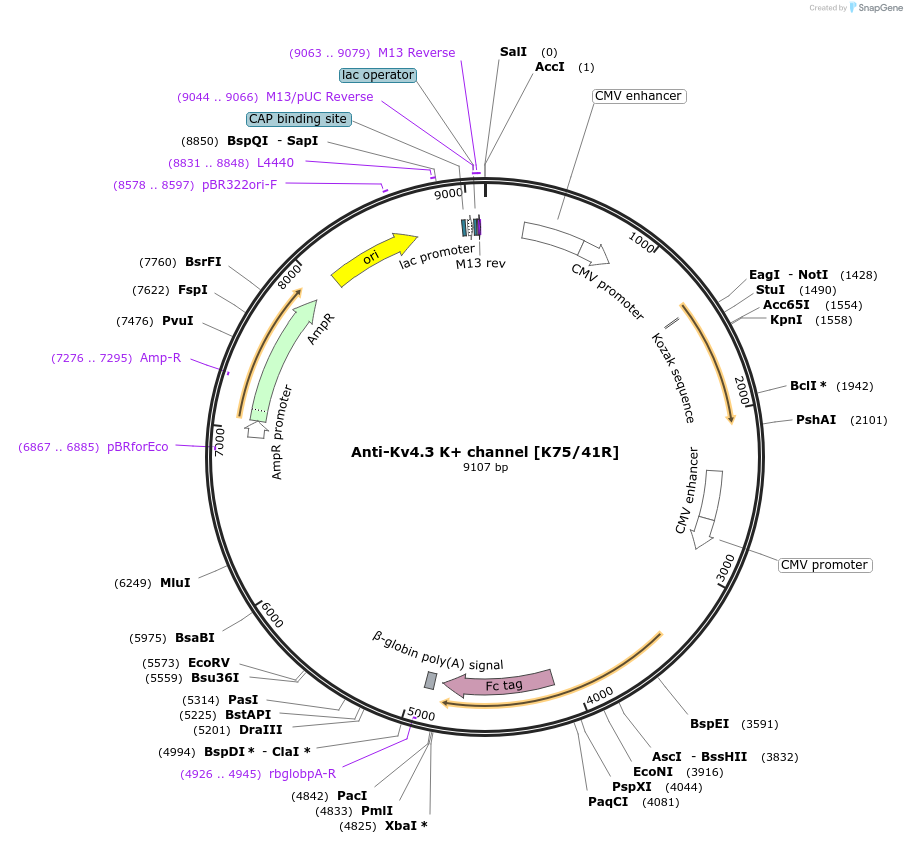 128627-plasmid-map-sequence-id-332080