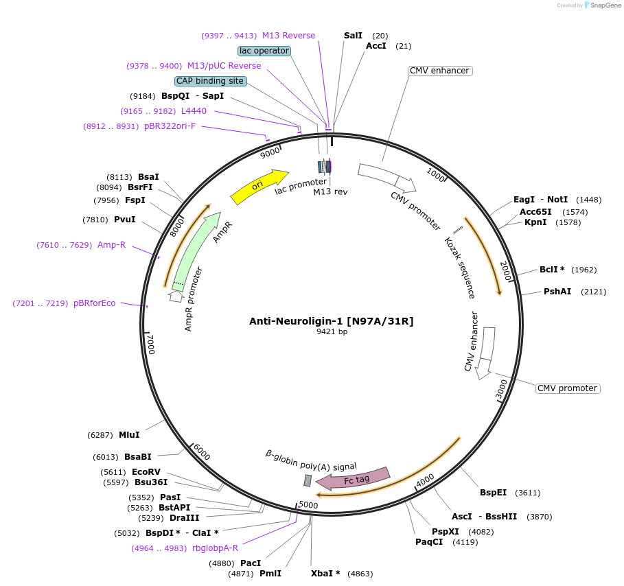 114554-plasmid-map-sequence-id-332081