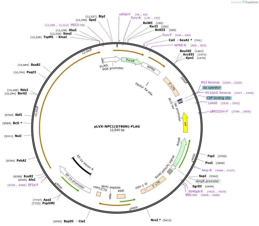 164975-plasmid-map-sequence-id-332085