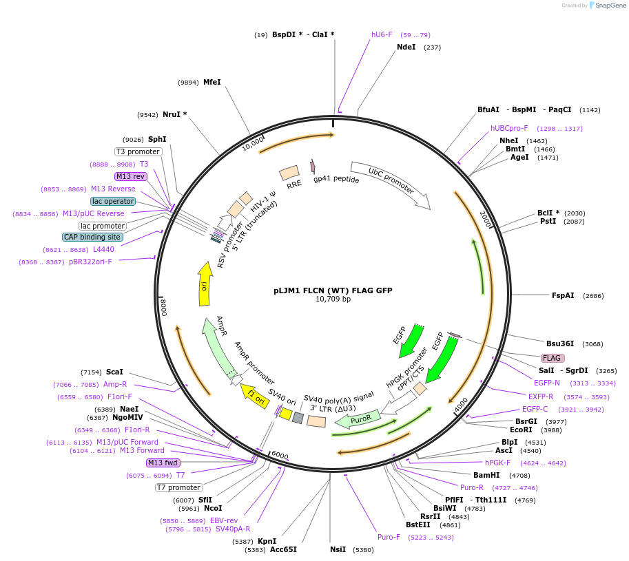 164978-plasmid-map-sequence-id-332087