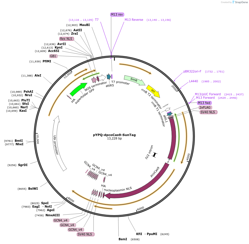 158410-plasmid-map-sequence-id-332090