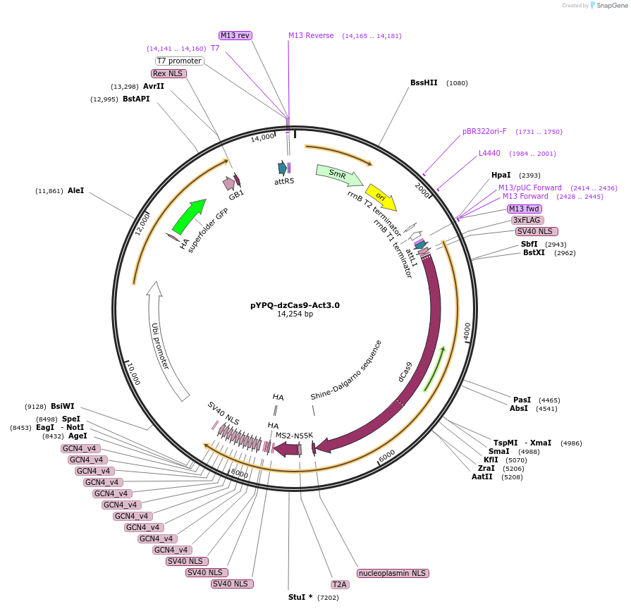 158414-plasmid-map-sequence-id-332091