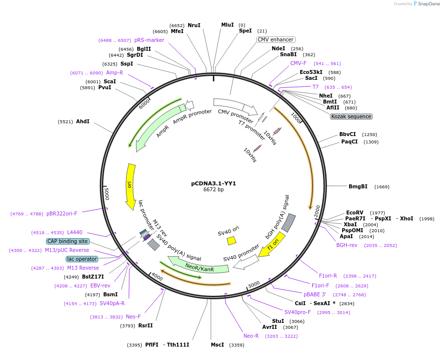 169018-plasmid-map-sequence-id-332093