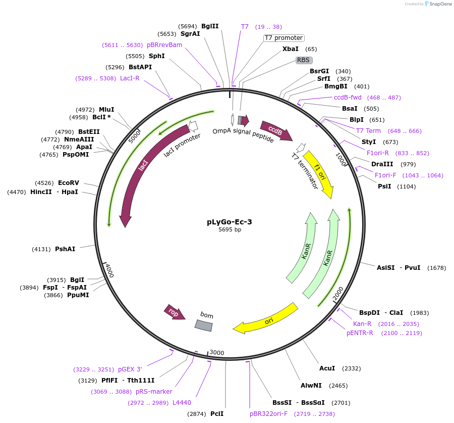 163129-plasmid-map-sequence-id-332101