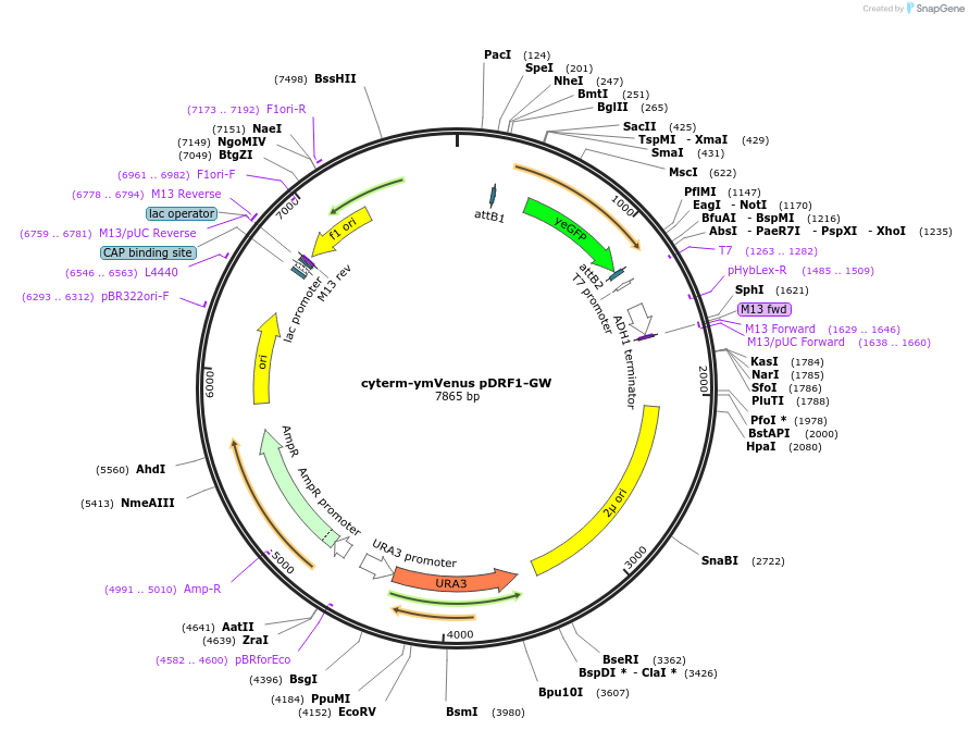 168079-plasmid-map-sequence-id-332102