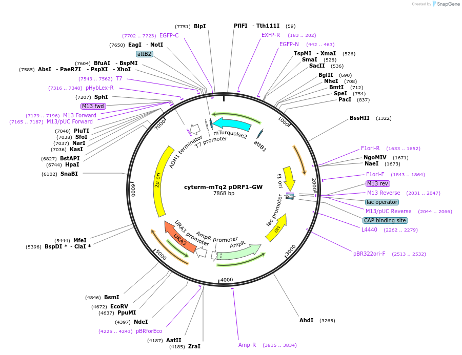 168078-plasmid-map-sequence-id-332104