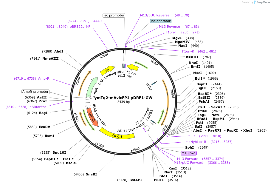 168075-plasmid-map-sequence-id-332106