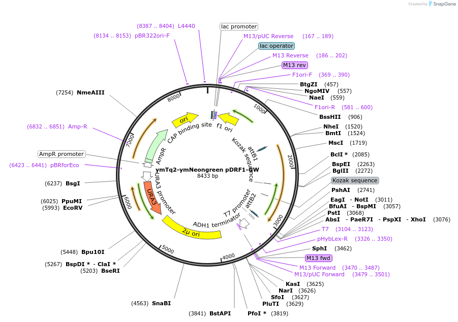 168069-plasmid-map-sequence-id-332108