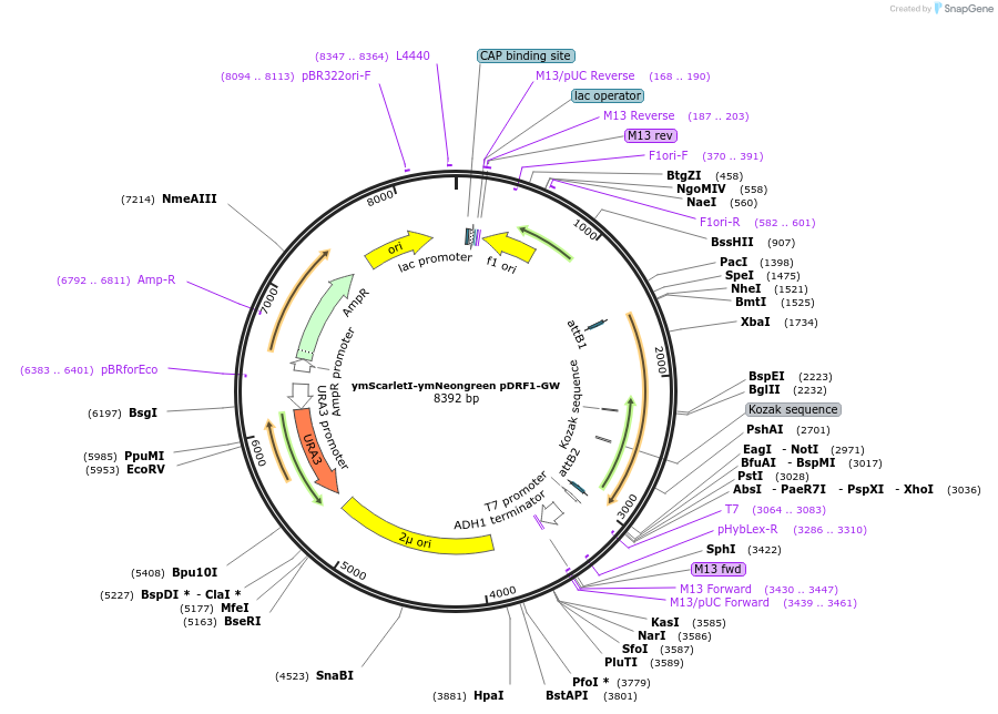 168067-plasmid-map-sequence-id-332110