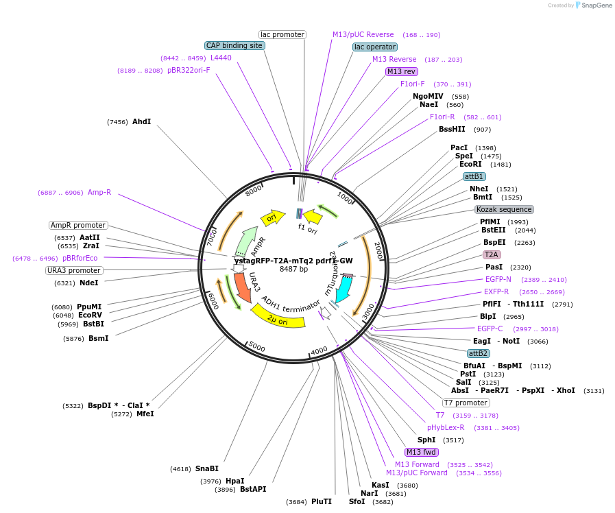 168072-plasmid-map-sequence-id-332113