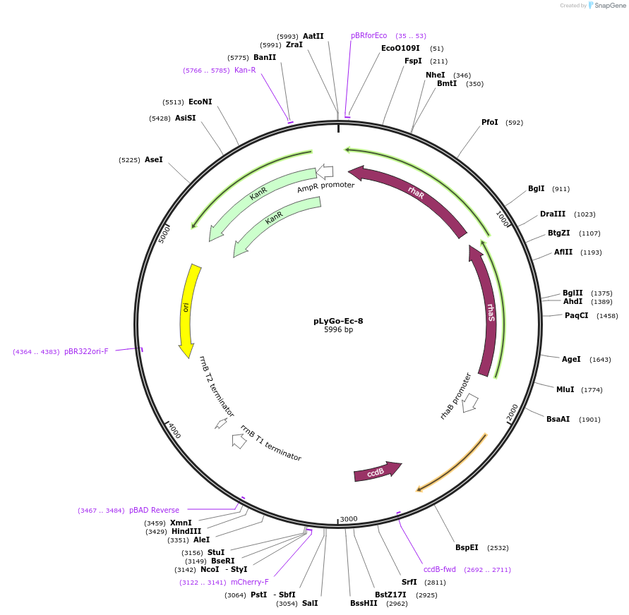 163136-plasmid-map-sequence-id-332138