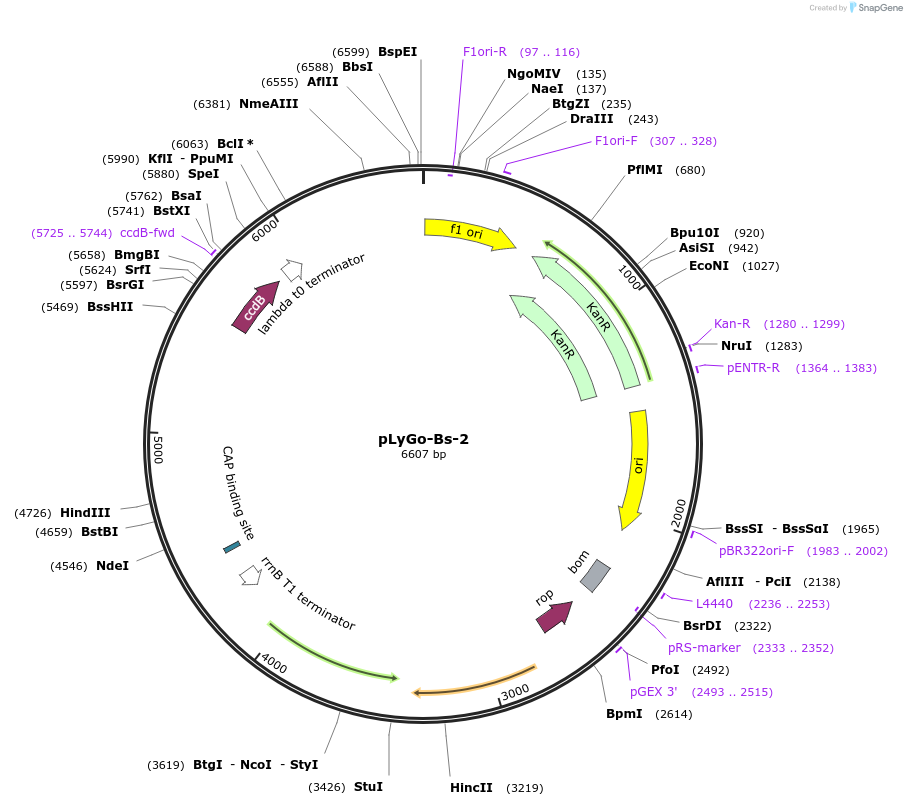 163140-plasmid-map-sequence-id-332139