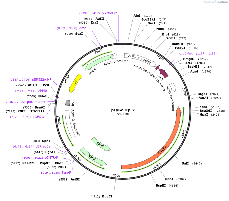 163144-plasmid-map-sequence-id-332140