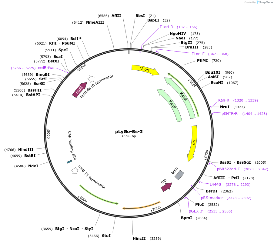 163141-plasmid-map-sequence-id-332141