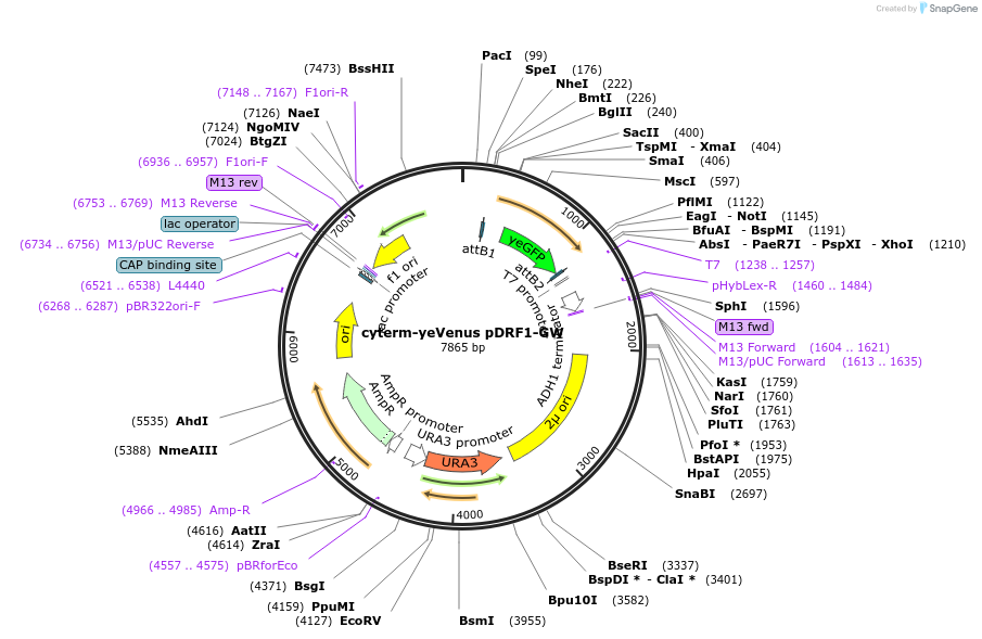 168080-plasmid-map-sequence-id-332143