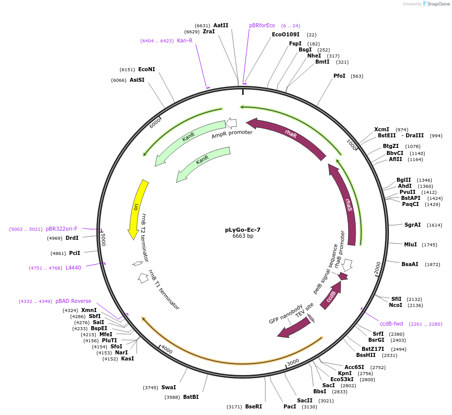 163135-plasmid-map-sequence-id-332144