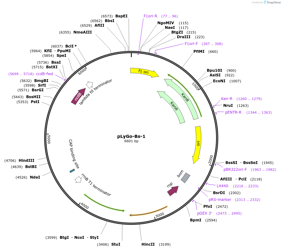 163137-plasmid-map-sequence-id-332146