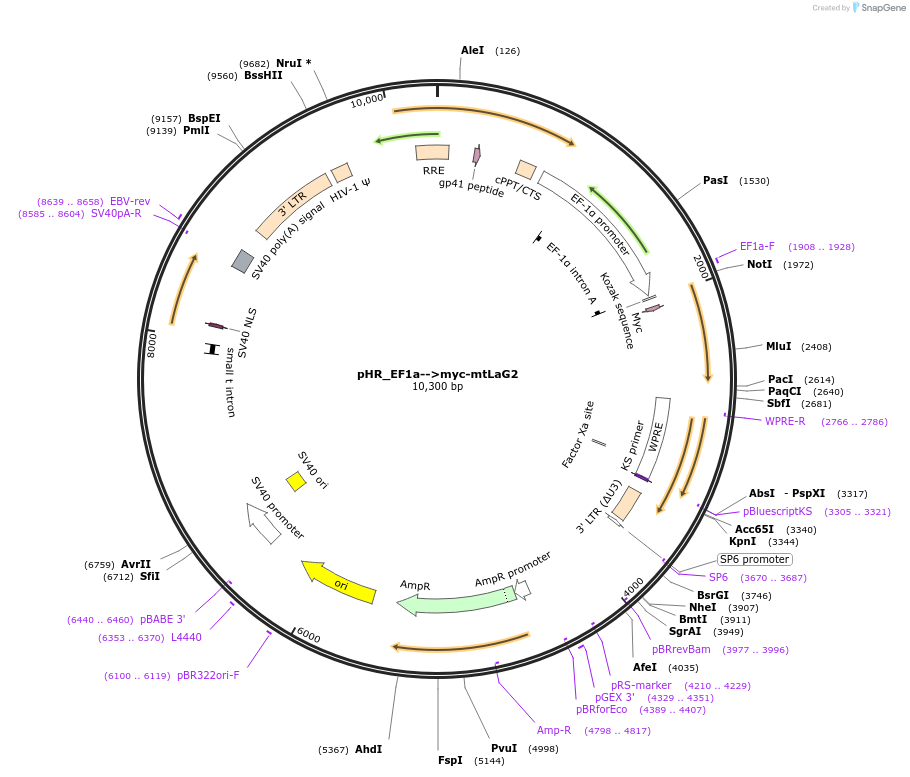 162224-plasmid-map-sequence-id-332148