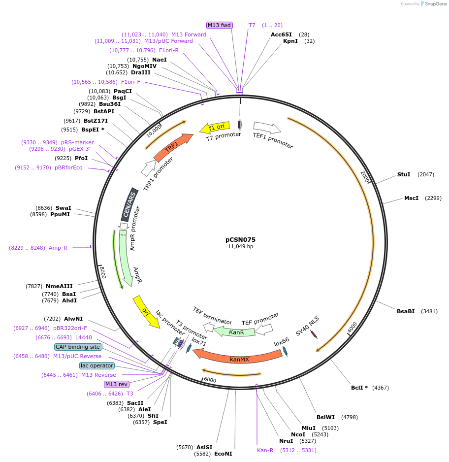 166732-plasmid-map-sequence-id-332206
