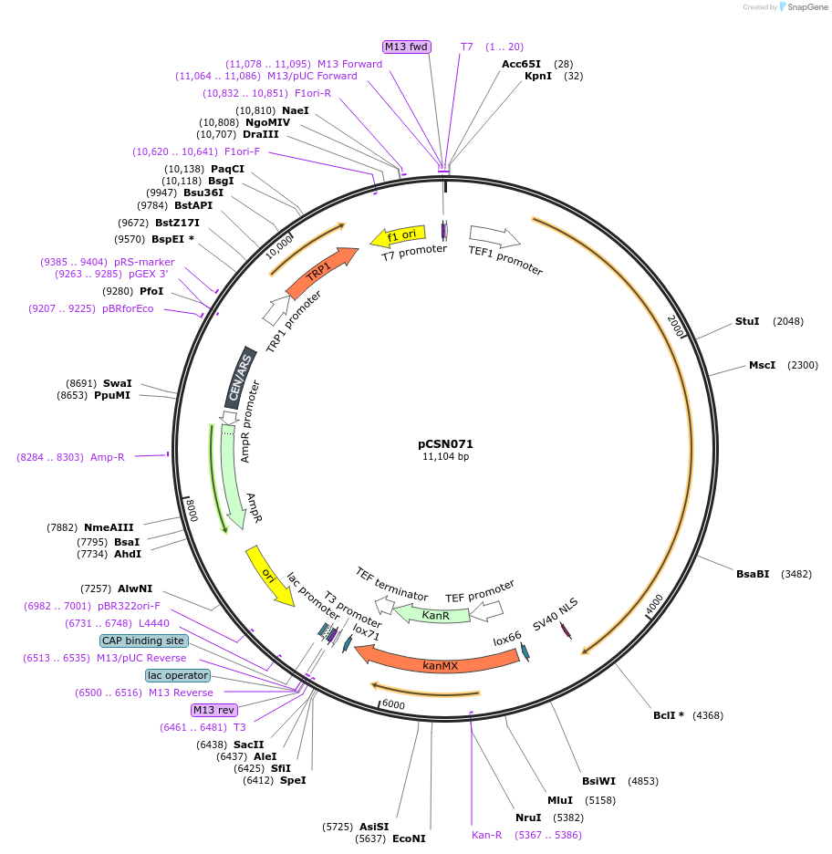 166729-plasmid-map-sequence-id-332207