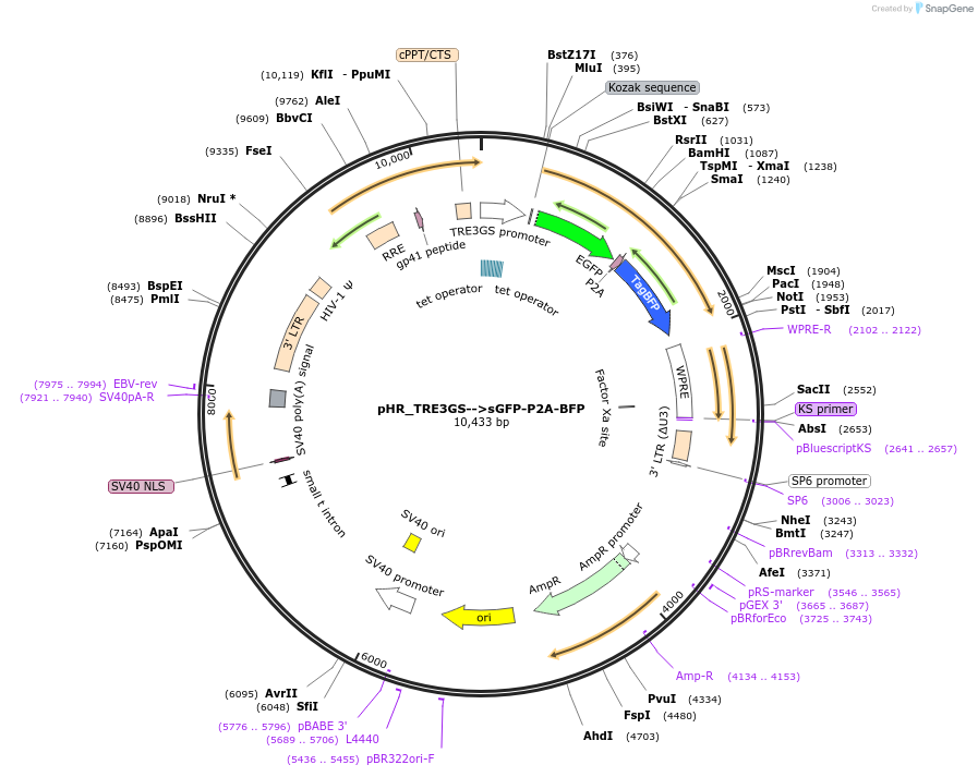 162234-plasmid-map-sequence-id-332212