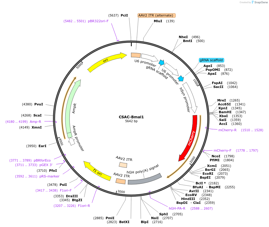 168296-plasmid-map-sequence-id-332215