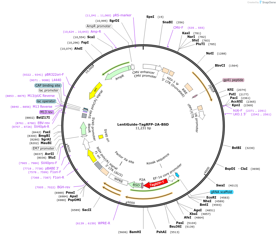 167930-plasmid-map-sequence-id-332217