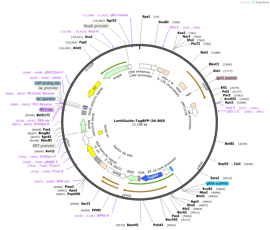 167929-plasmid-map-sequence-id-332218