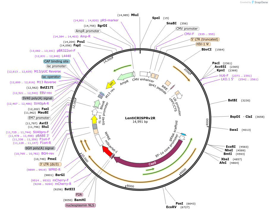 167932-plasmid-map-sequence-id-332221