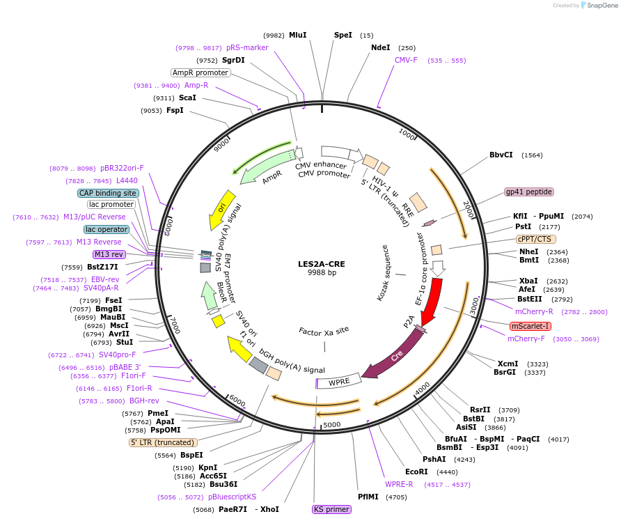 167933-plasmid-map-sequence-id-332226