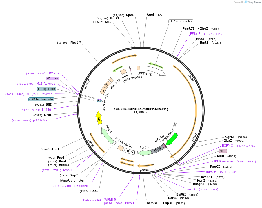 165074-plasmid-map-sequence-id-332228