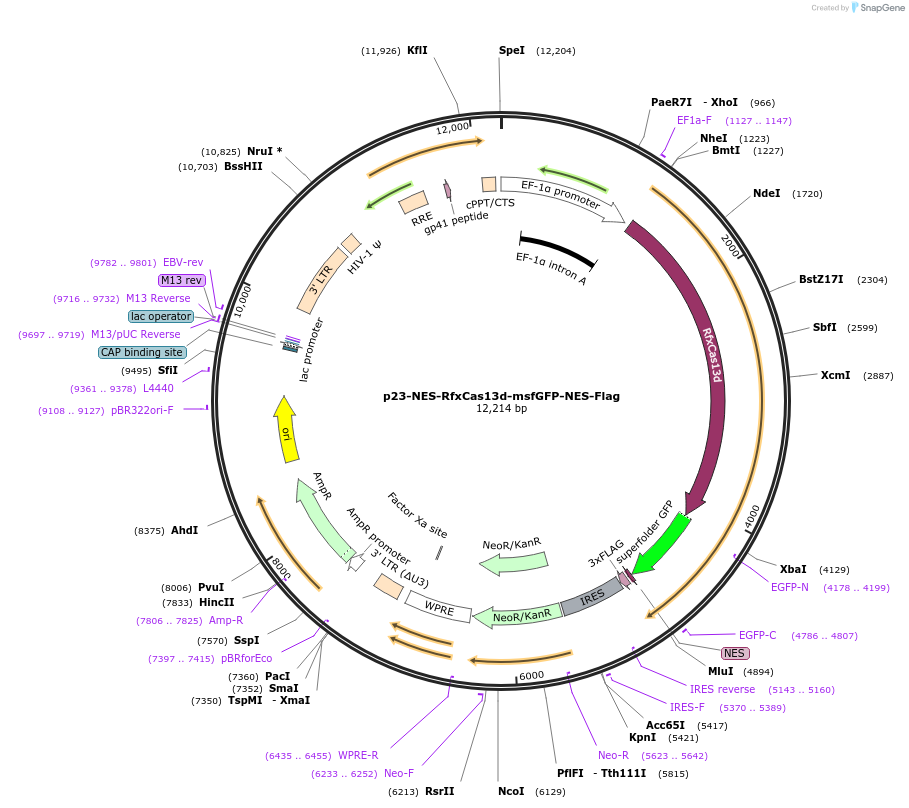 165076-plasmid-map-sequence-id-332231