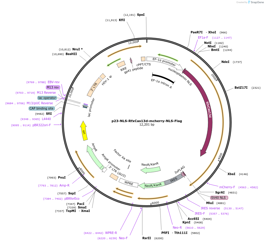 165077-plasmid-map-sequence-id-332232