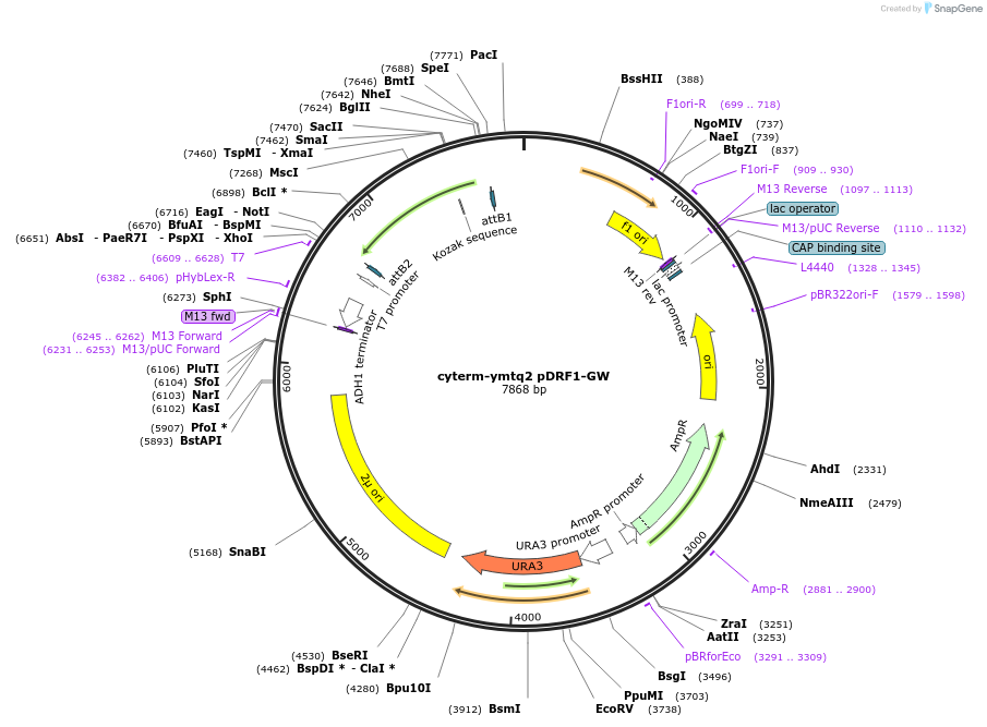 168083-plasmid-map-sequence-id-332367