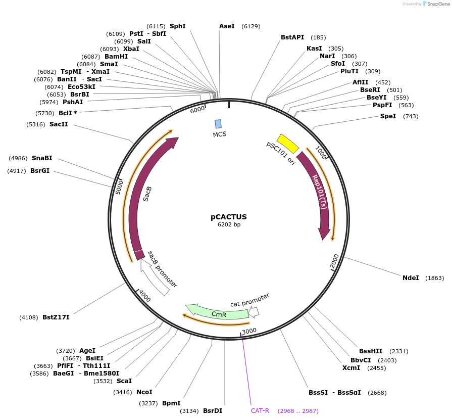 167559-plasmid-map-sequence-id-332373