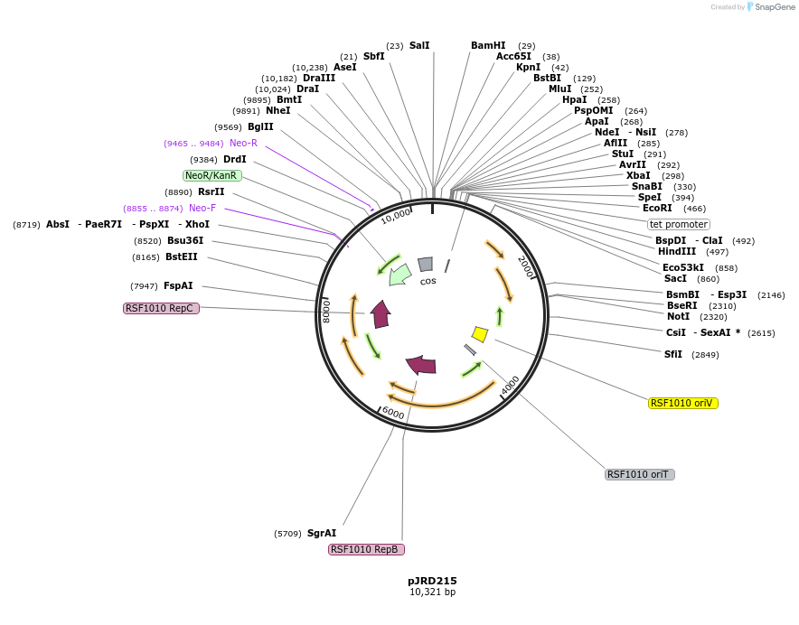 167555-plasmid-map-sequence-id-332374