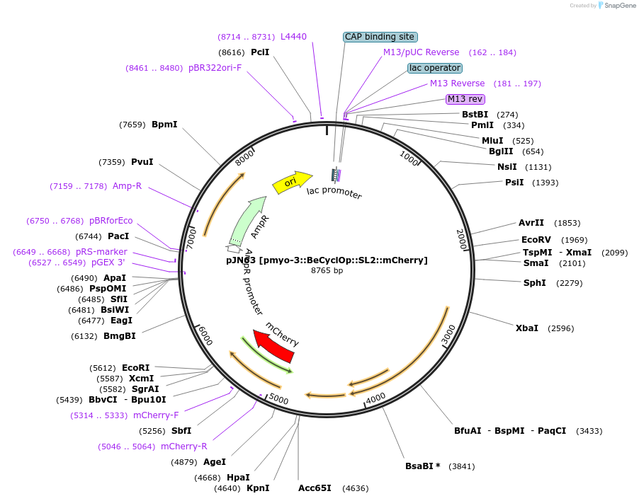 168173-plasmid-map-sequence-id-332389