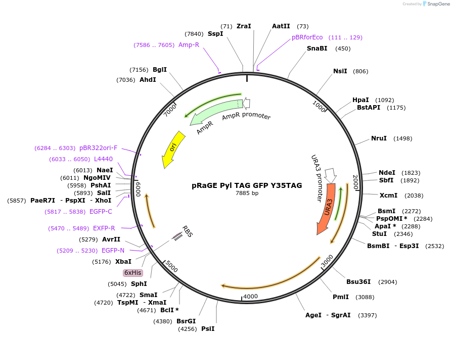 160041-plasmid-map-sequence-id-332393