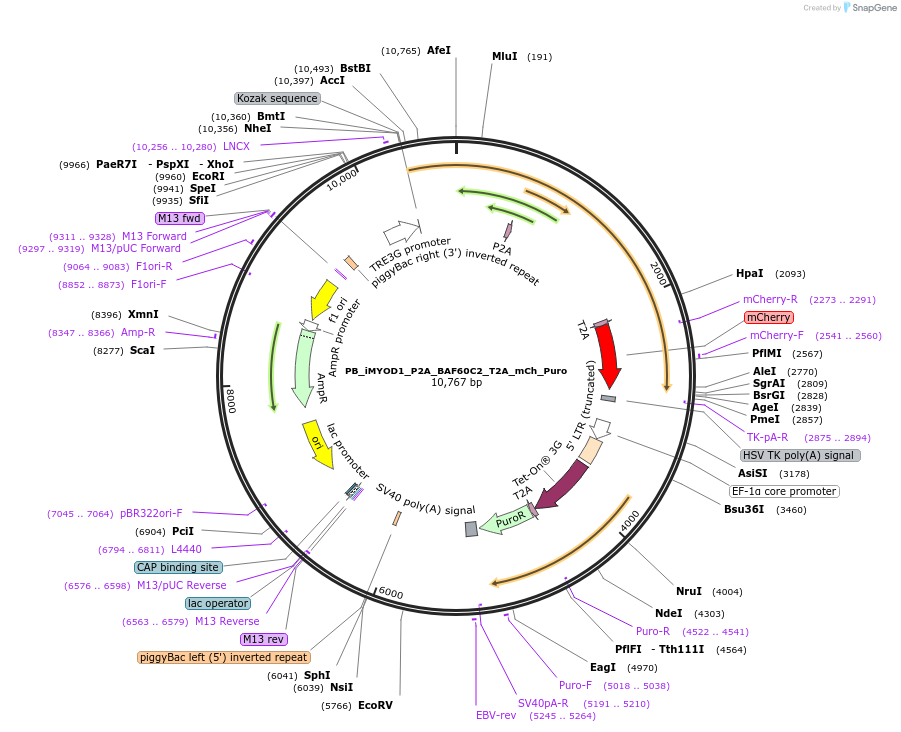 168807-plasmid-map-sequence-id-332419