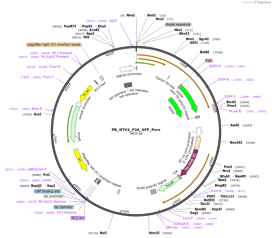 168805-plasmid-map-sequence-id-332420