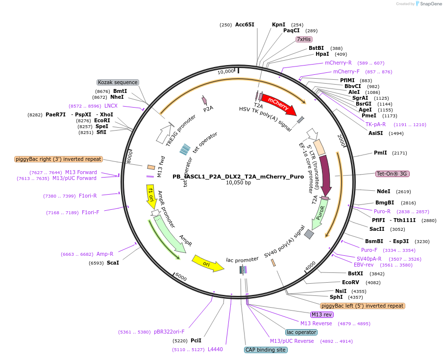 168806-plasmid-map-sequence-id-332421