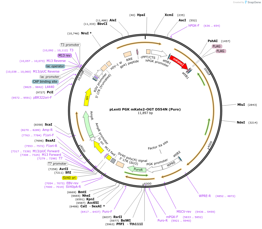 154292-plasmid-map-sequence-id-332434